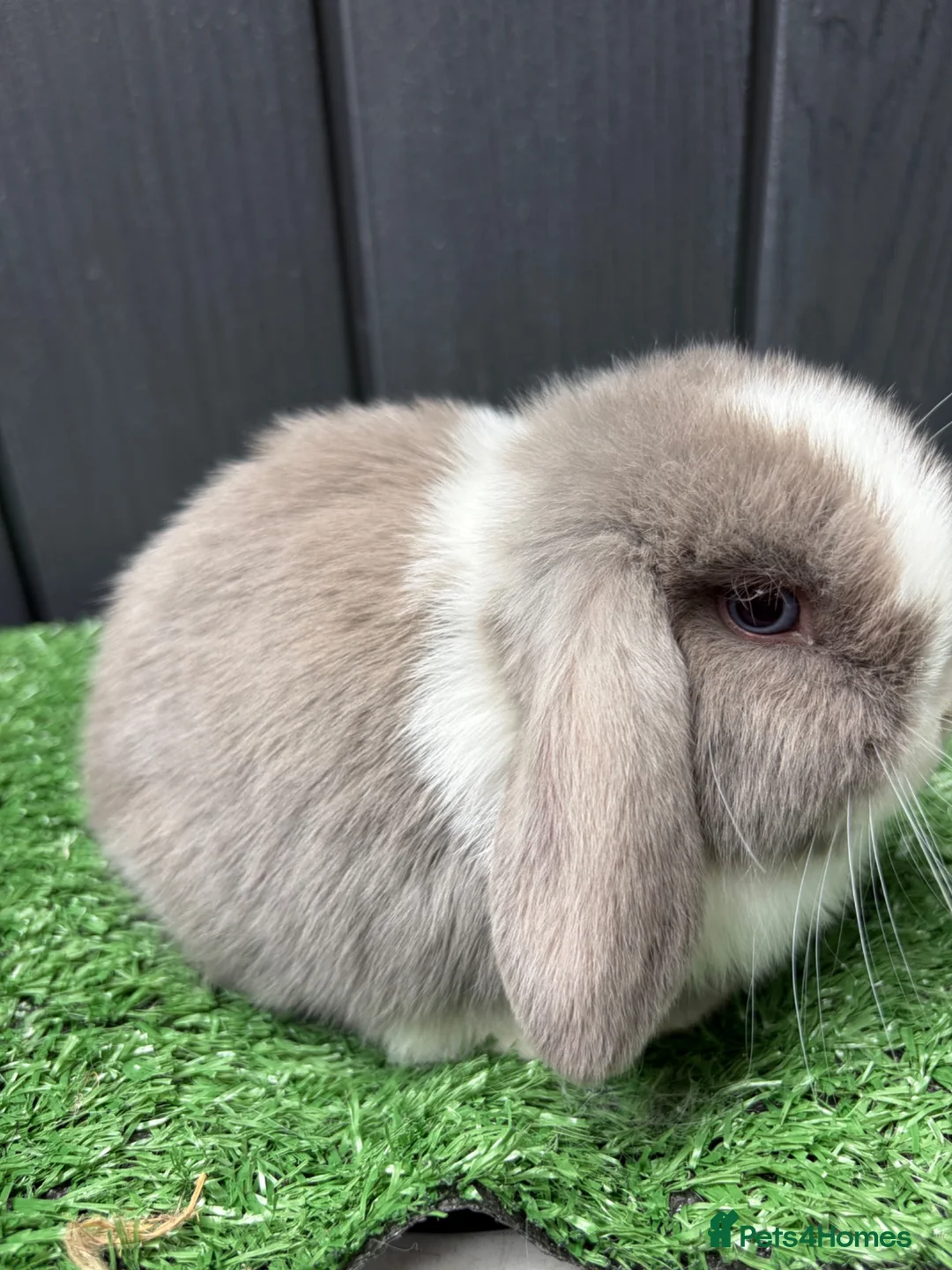 Mini Lop rabbits for sale: Mini lops available ready to leave now  - Advert 10