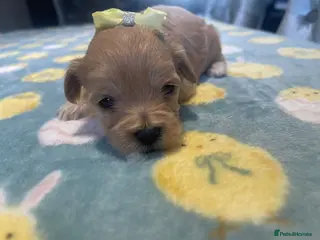 Maltipoo dogs F1 Maltipoo - Advert 1