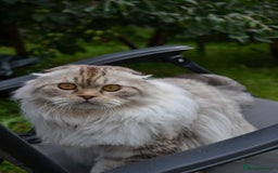 Scottish Fold cats for sale: The sweetest Folded ear boy on the world😻❤️ in Grimsby - Image 4