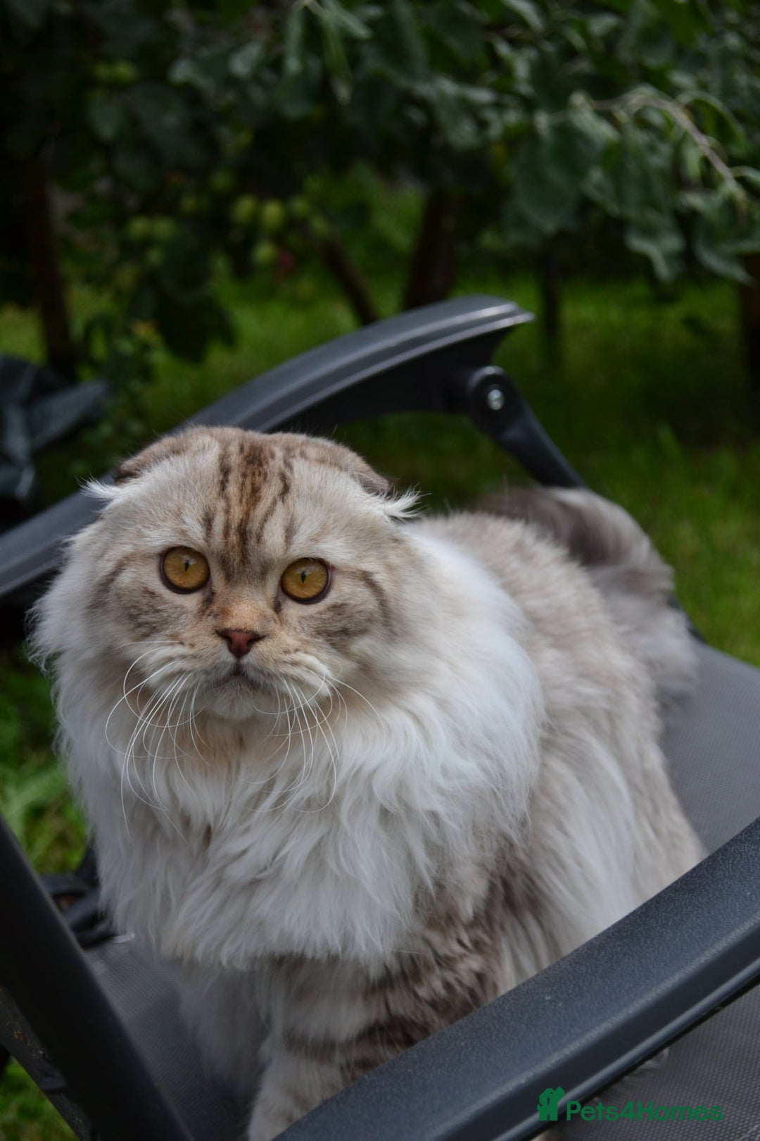 Scottish Fold cats for sale: The sweetest Folded ear boy on the world😻❤️ in Grimsby - Image 4