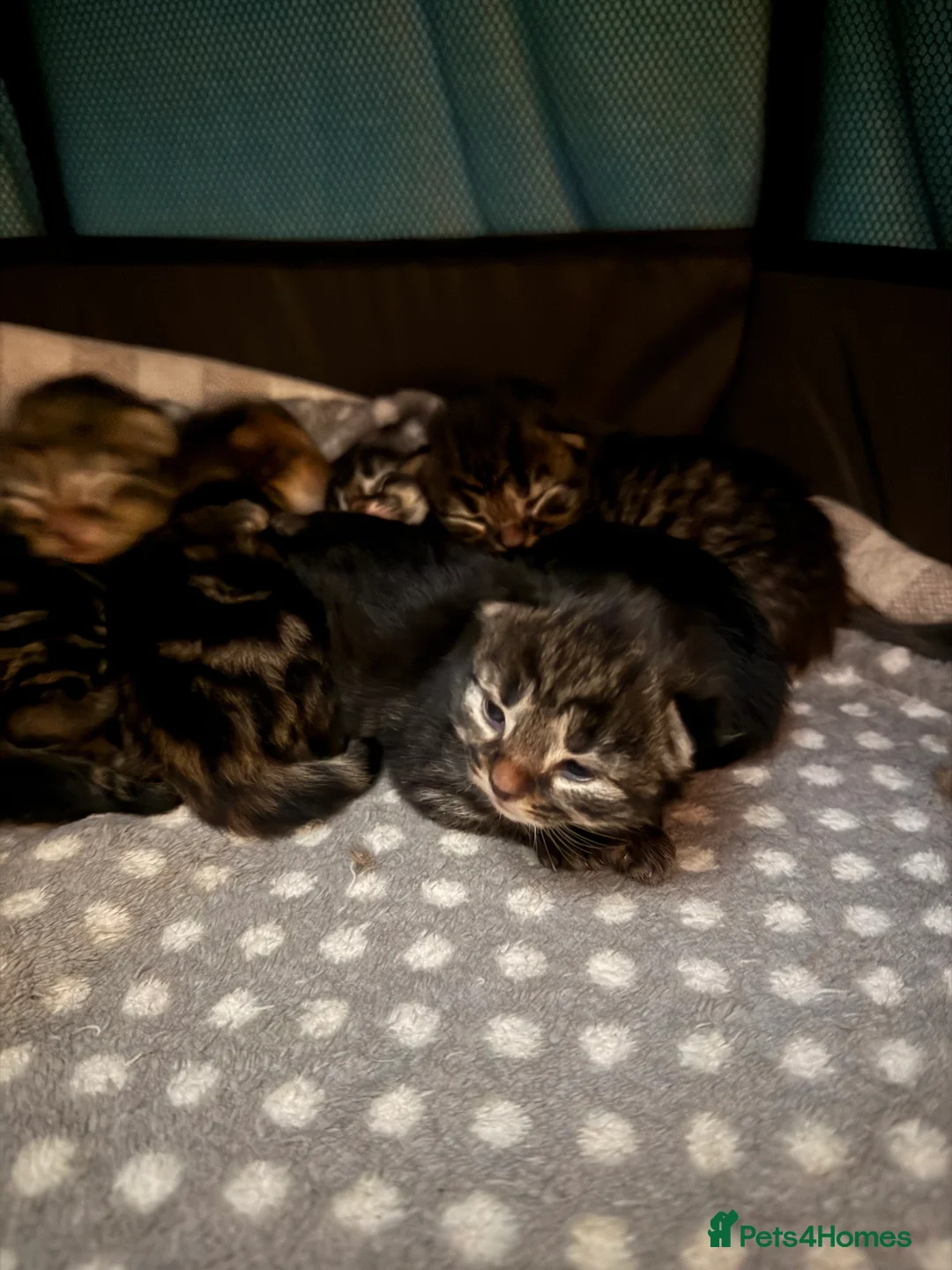 Maine Coon cats for sale: Main coon kittens  - Advert 2