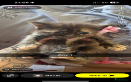 Maine Coon cats for sale: Beautiful Maine coon kittens 07396998601 - Image 12