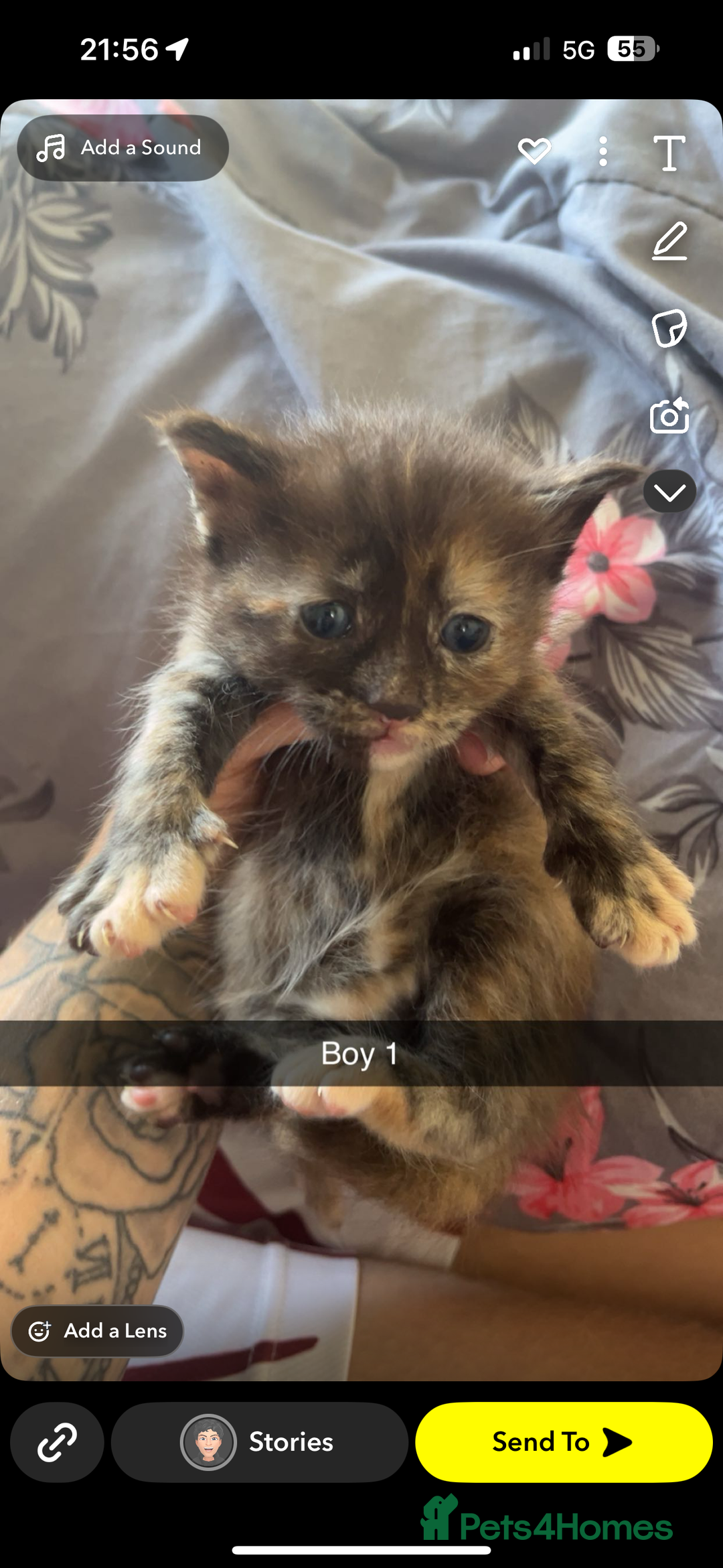 Maine Coon cats for sale: Beautiful Maine coon kittens 07396998601 - Image 12