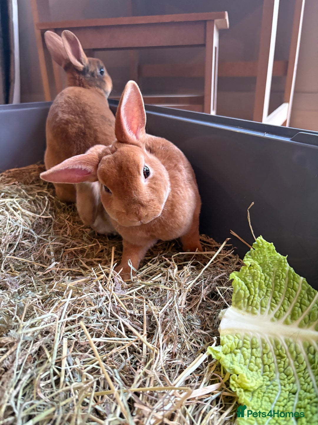Rex rabbits for sale: Mini Rex Bunnies  - Advert 10