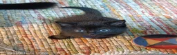 British Shorthair cats for sale: Cute cats - Advert 5