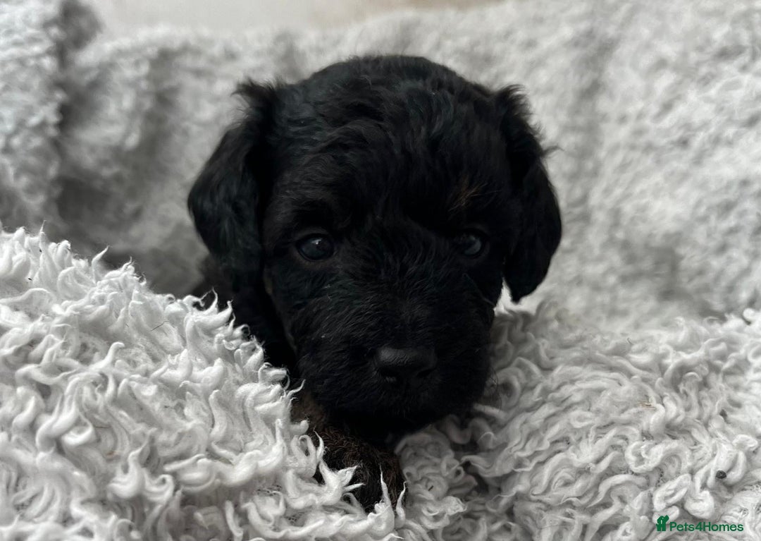 Jackapoo dogs for sale: Gorgeous Jackapoo X Toy Poodle pups  - Image 1