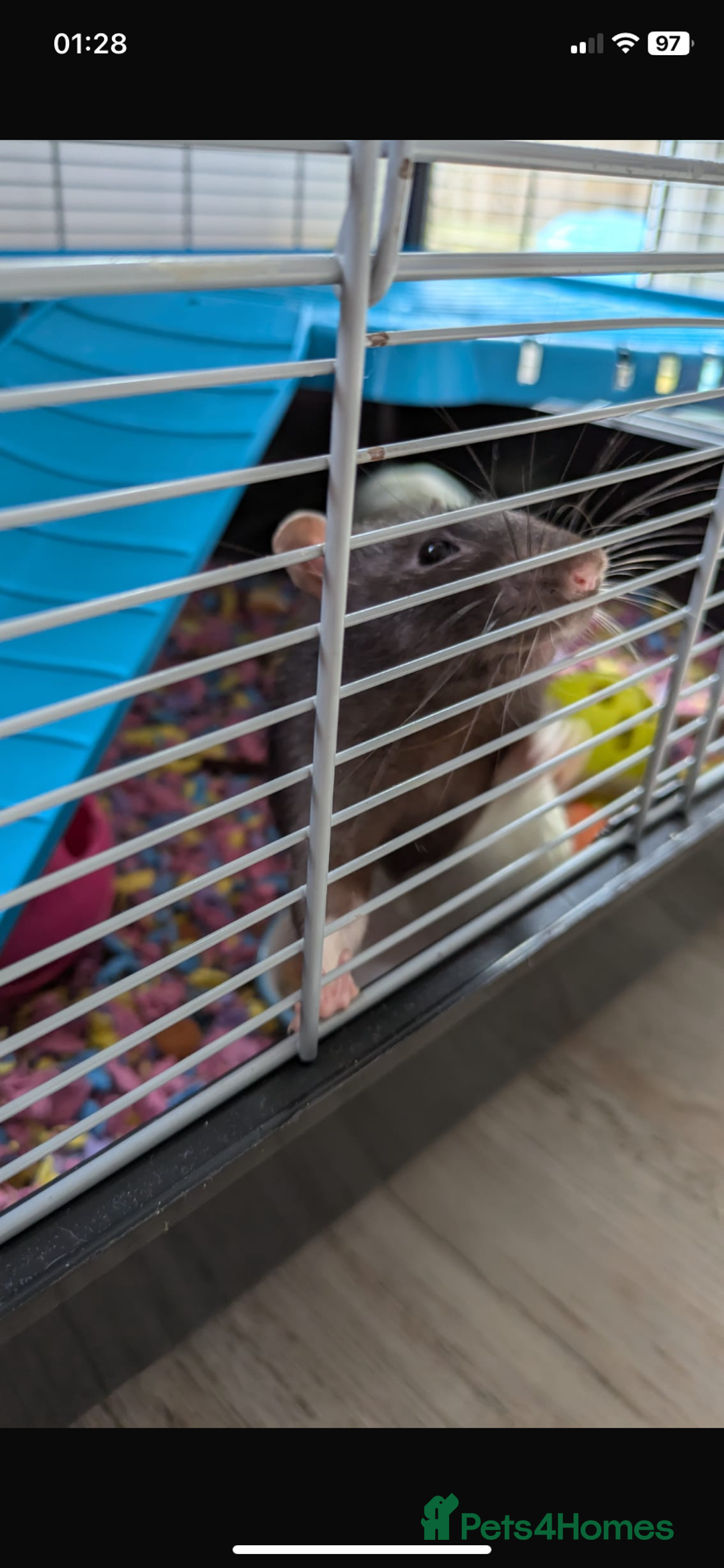 Rat rodents for sale: Lovely male pet rats - Advert 4