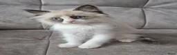 Ragdoll cats for sale: Seal Bi-Color Ragdoll boy DNA tested  - Advert 6