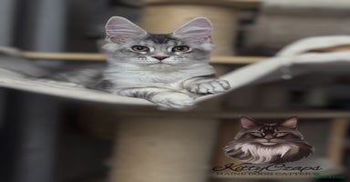Maine Coon cats - Advert 14
