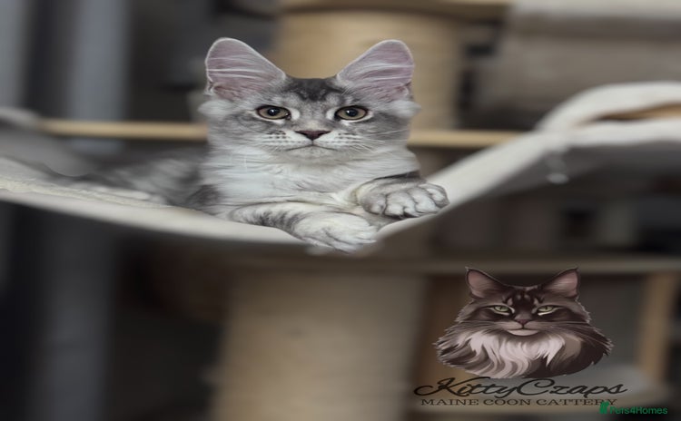 Maine Coon cats - Advert 8