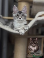Maine Coon cats - Advert 14