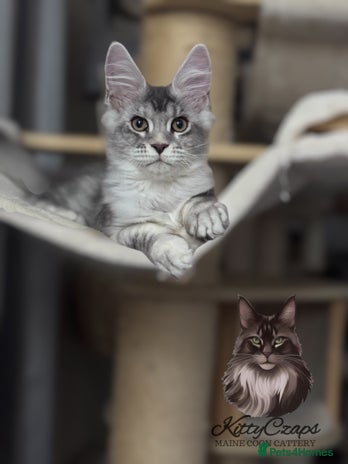 Maine Coon cats - Advert 12