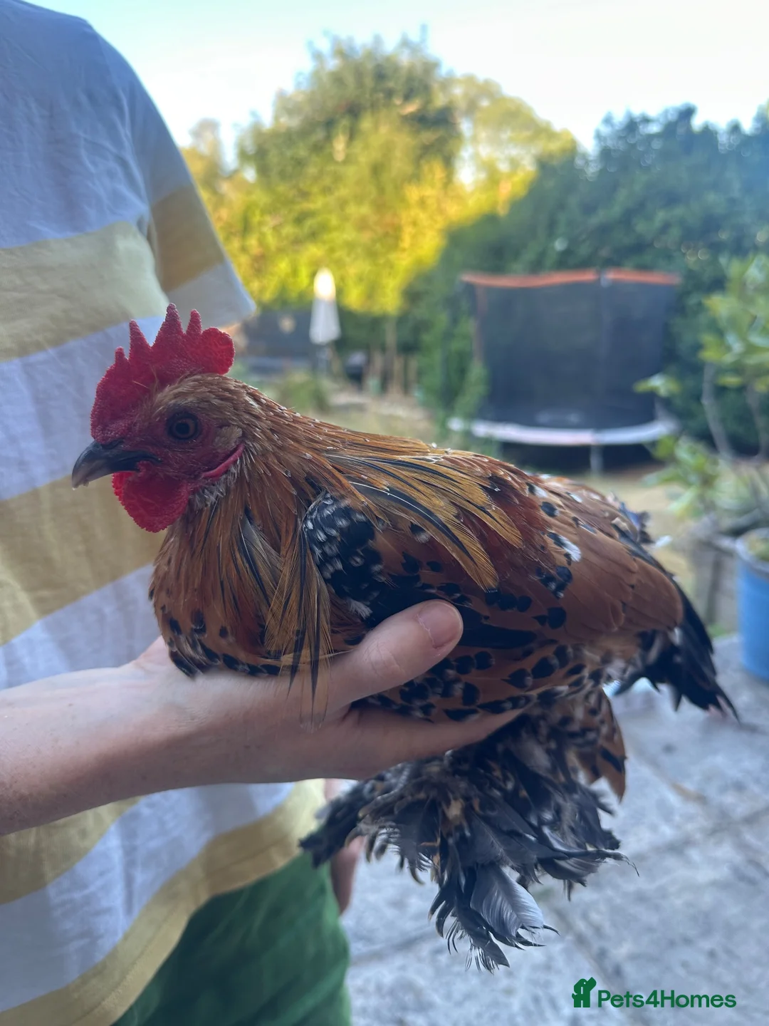 Chickens poultry for sale: 2 lovely sablepoot cockerels in Haywards Heath - Advert 1