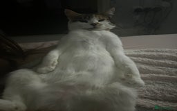 British Longhair cats for sale: Lulu female 2 years old  - Image 10
