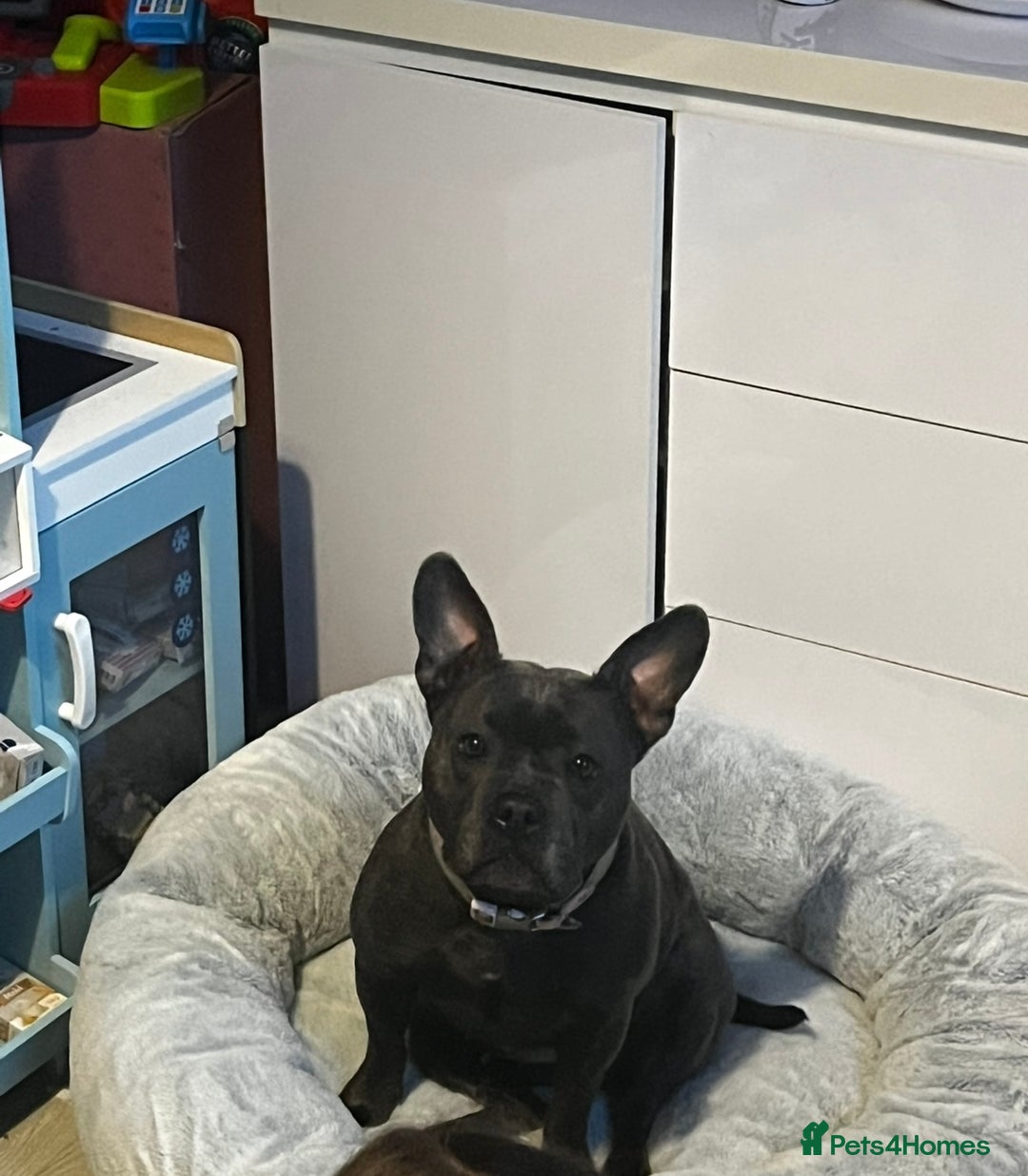 Mixed Breed dogs for sale: Staff x frenchie 3 y/o - Image 1
