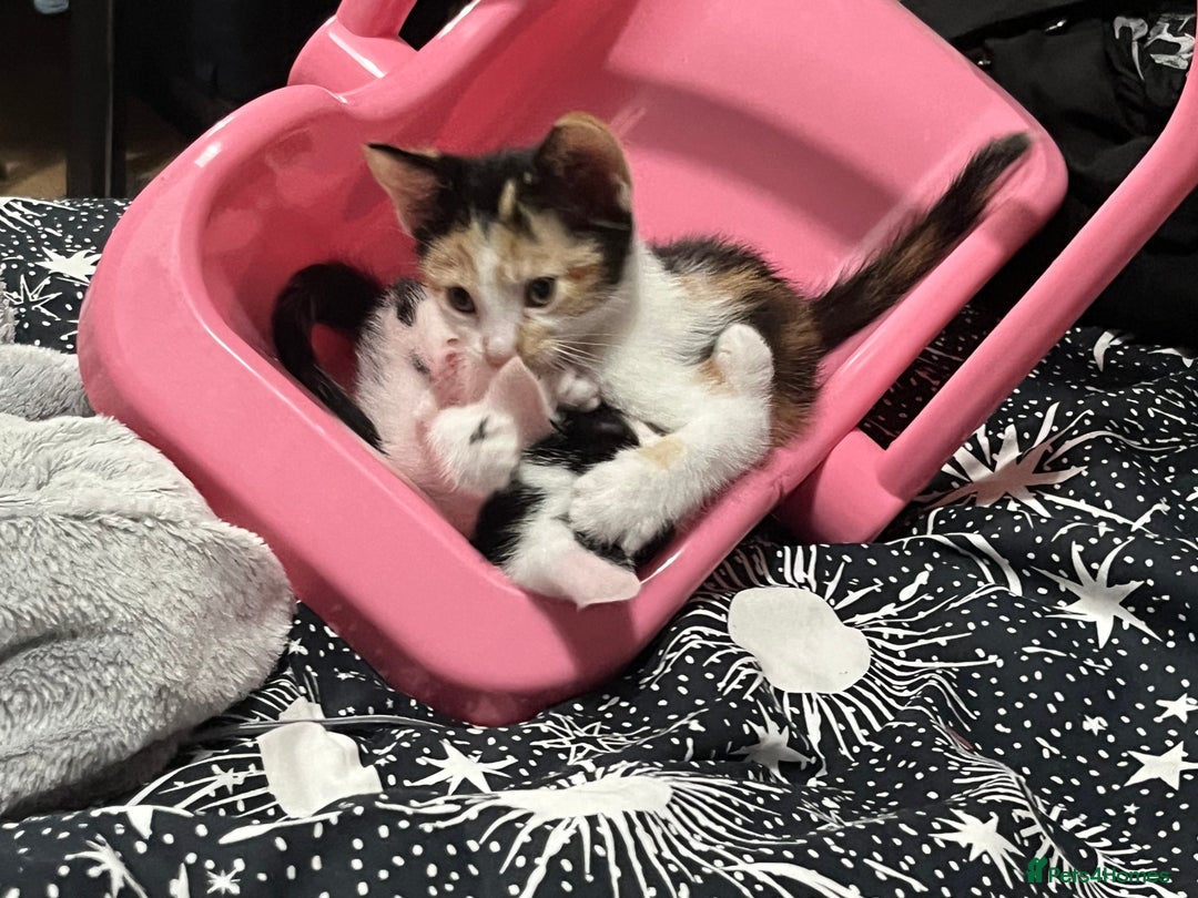 Mixed Breed cats for sale: Beautiful kittens - Image 3