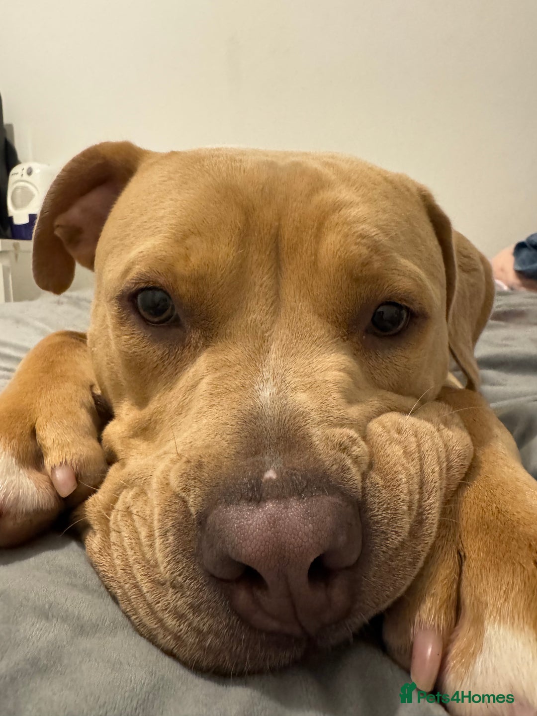 Mixed Breed dogs for sale: Rehoming - Advert 2