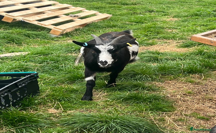 Goats livestock - Advert 3