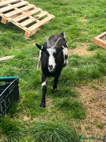 Goats livestock - Advert 1