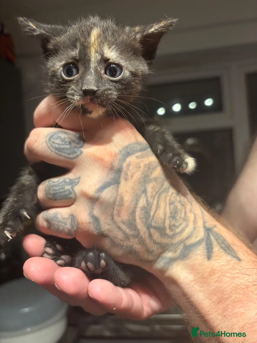 Mixed Breed cats for sale: Tortoiseshell kittens/ginger tabby’s for sale  in Burntwood - Advert 5