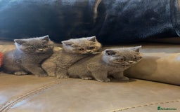 British Shorthair cats for sale: British Shorthair  - Image 2