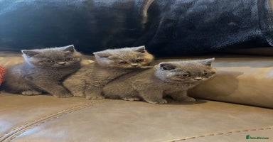 British Shorthair cats - Advert 13