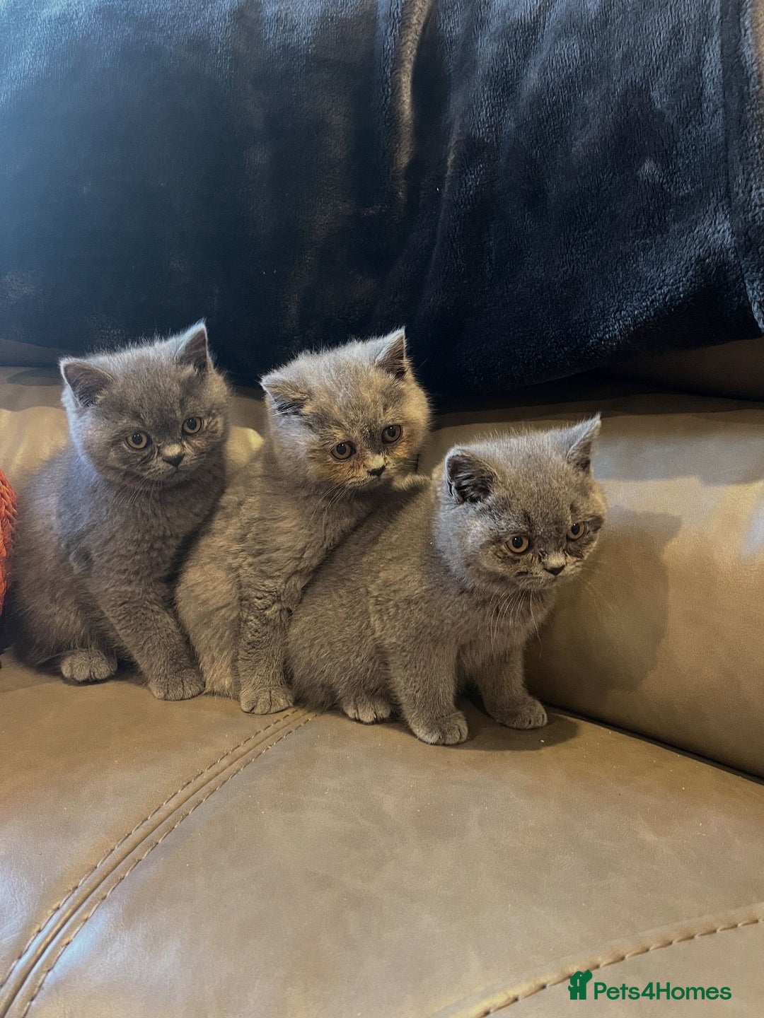 British Shorthair cats for sale: British Shorthair  - Image 2