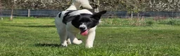 Mixed Breed dogs for adoption: ANGEL by name & nature - new videos added 13/3 - Advert 11