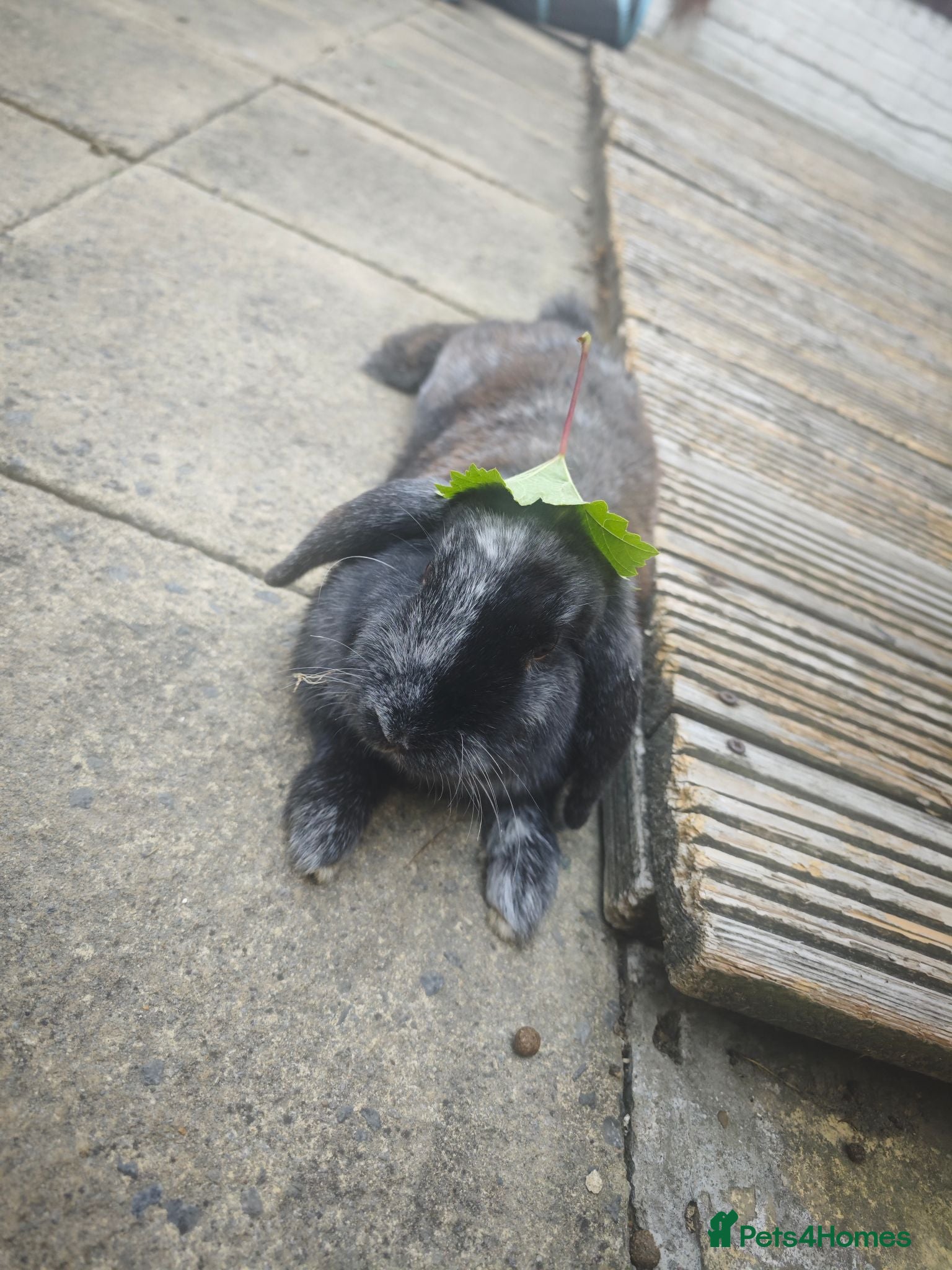 Mini Lop rabbits Bonded Pair of Lovely Rabbits - Advert 2