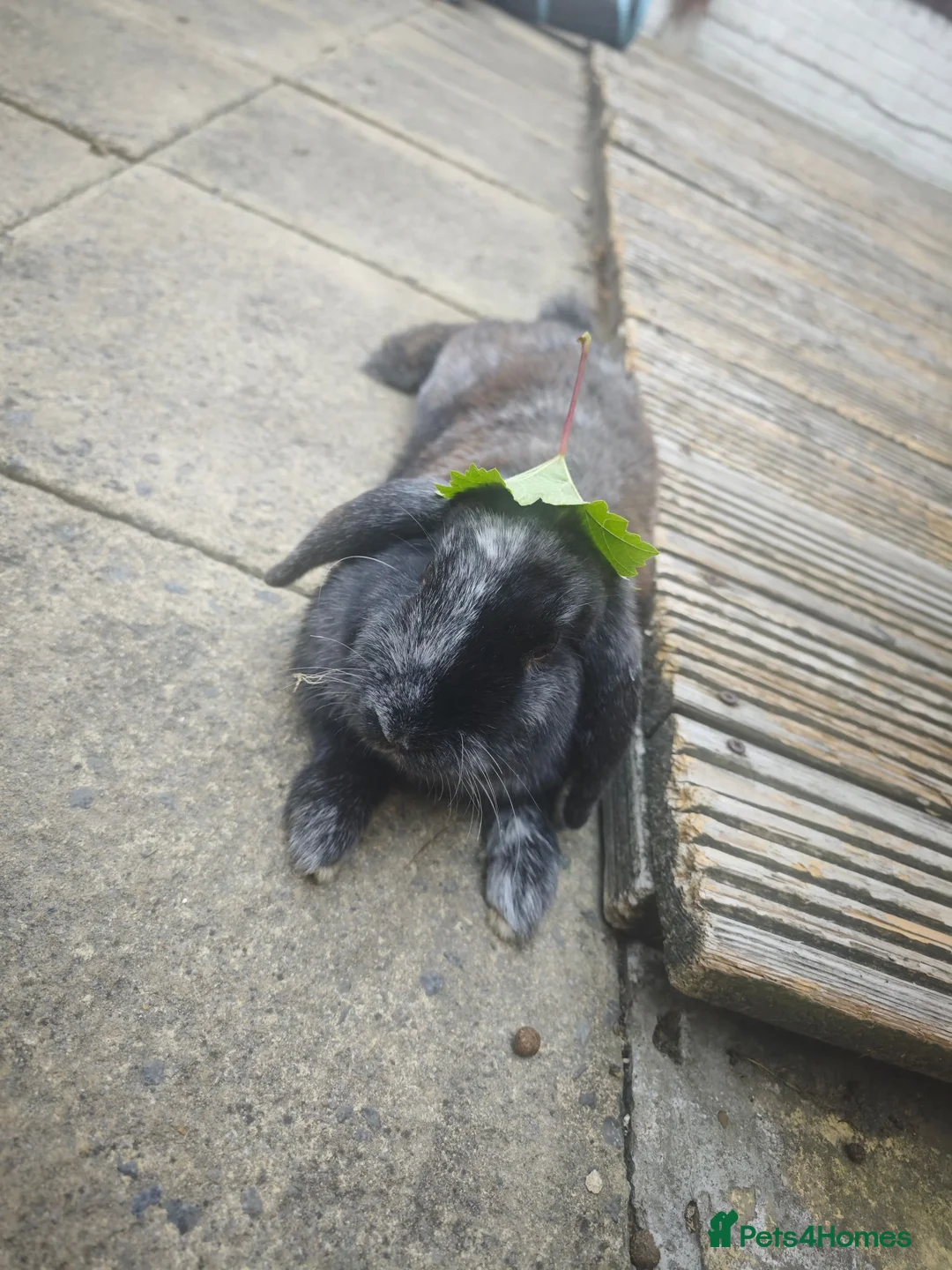 Mini Lop rabbits for sale: Bonded Pair of Lovely Rabbits in Sutton - Advert 2