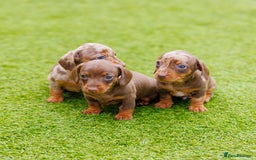 Miniature Dachshund dogs for sale: Top Tier Miniature Dachshunds available!! 😍🤩 - Image 2