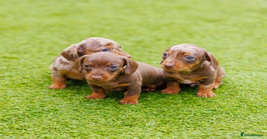 Miniature Dachshund dogs - Advert 3