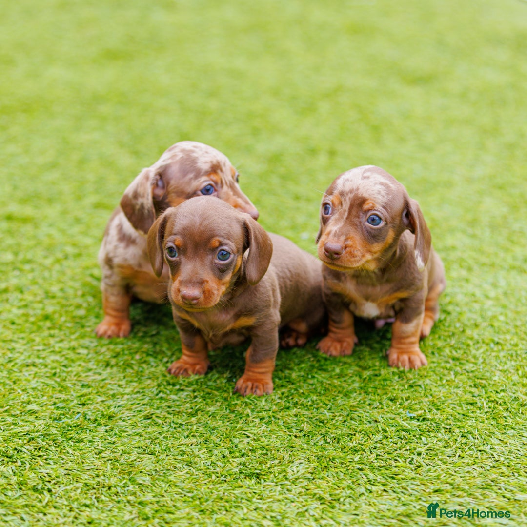 Miniature Dachshund dogs for sale: Top Tier Miniature Dachshunds available!! 😍🤩 - Image 2