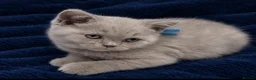 British Shorthair cats for sale: Pure Lilac BSH kittens available  - Advert 9