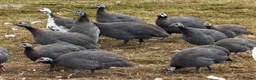 Mixed Breed poultry for sale: Guineafowl & Peafowl for sale  - Advert 7