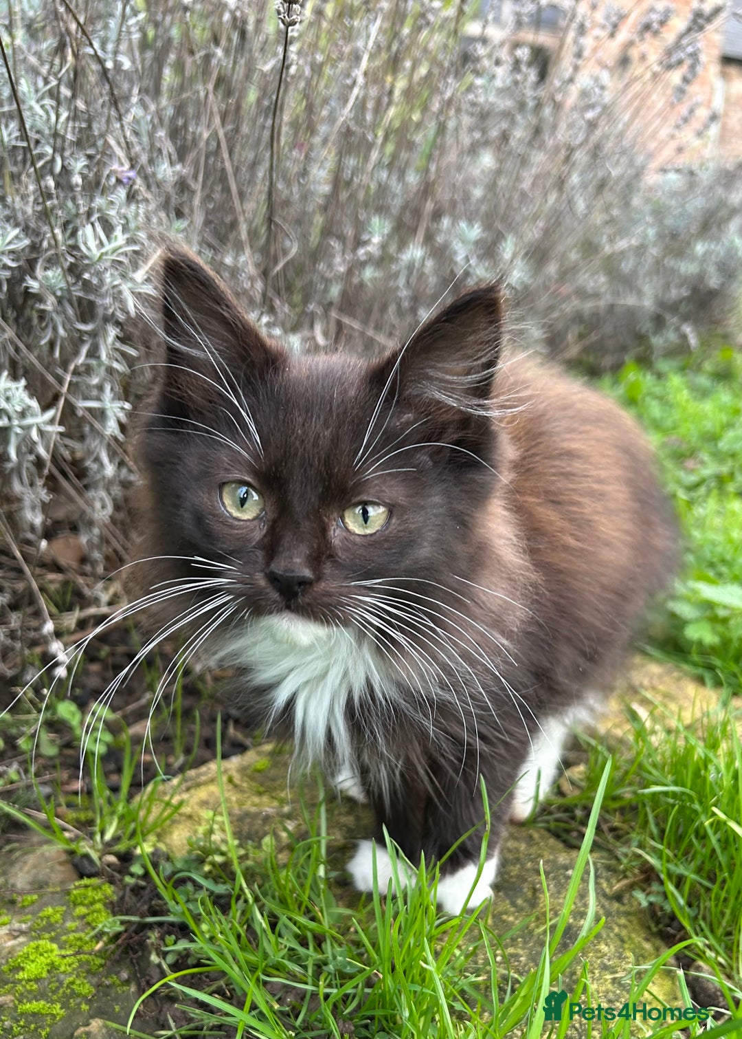 Turkish Van cats for sale: Beautiful kittens ready for loving new homes - Image 4