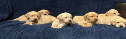 Labrador Retriever dogs for sale: Fetch labrador puppies - Advert 18