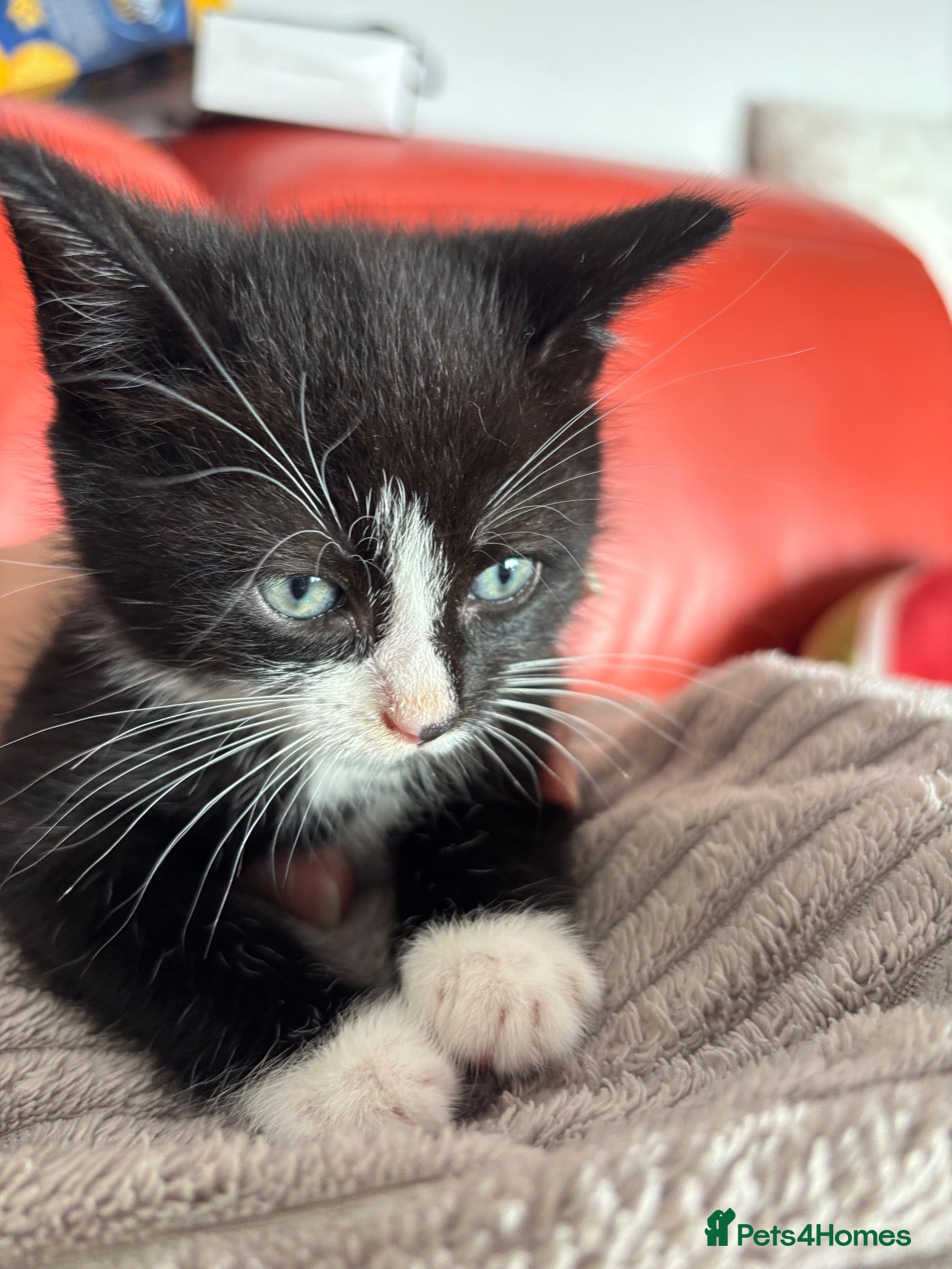 Mixed Breed cats  7-WEEK-OLD TUXEDO BOY KITTEN - Advert 8