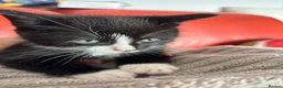 Mixed Breed cats for sale:  7-WEEK-OLD TUXEDO BOY KITTEN in London - Advert 1