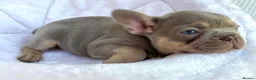 French Bulldog dogs for sale: TOP QUALITY FRENCH BULLDOG PUPPIES  - Advert 10