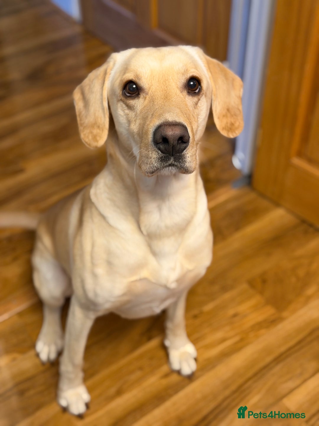 Labrador Retriever dogs for sale: 3 year old Yellow male loving friendly Labrador - Advert 3