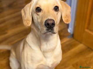 Labrador Retriever dogs 3 year old Yellow male loving friendly Labrador - Advert 1