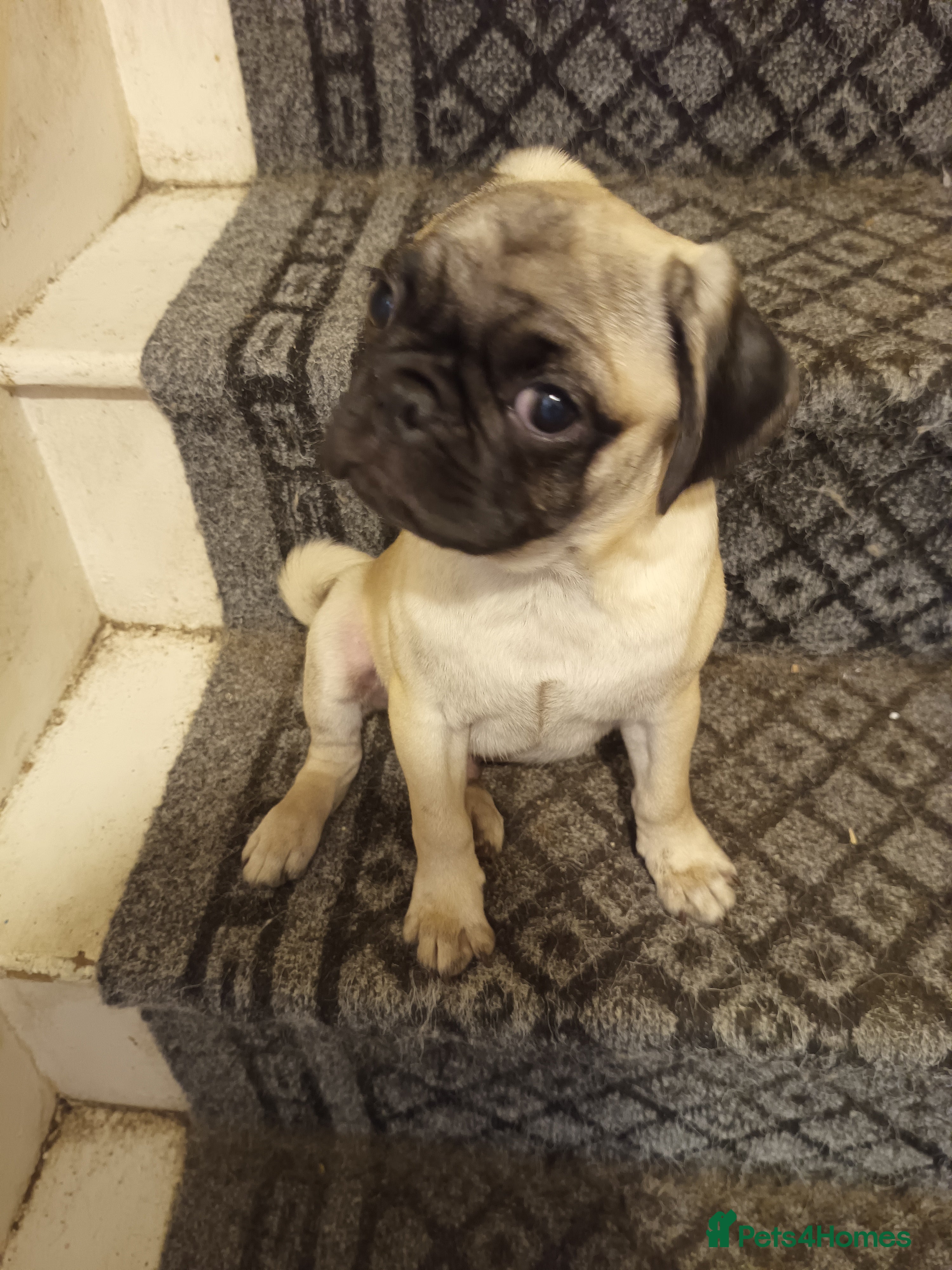 Pug dogs Rebecca  - Advert 2