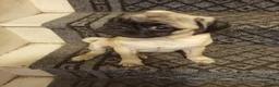 Pug dogs for sale: Rebecca  - Advert 2