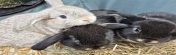 Netherland Dwarf rabbits for sale: Netherland dwarf.  Dwarf lops. mini lops  - Advert 3