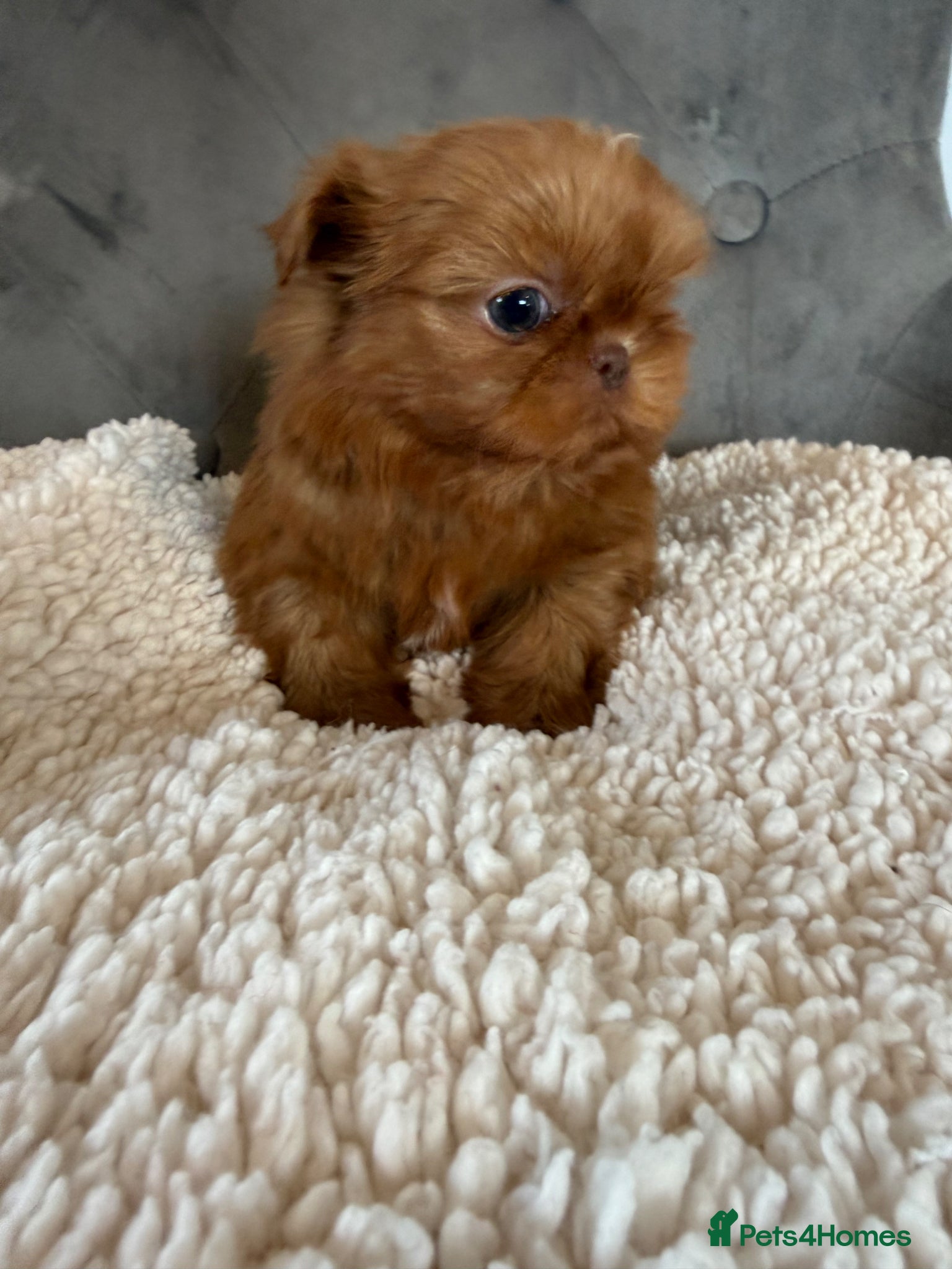 Shih Tzu dogs Tiny imperial Shih Tzu  - Advert 1