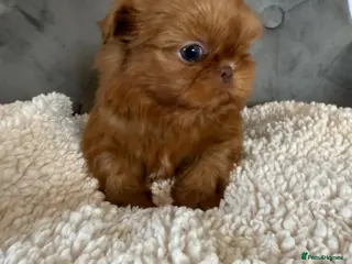 Shih Tzu dogs Tiny imperial Shih Tzu - Advert 1