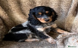 Cocker Spaniel dogs for sale: Beautiful Cocker Spaniel Litter - Image 1