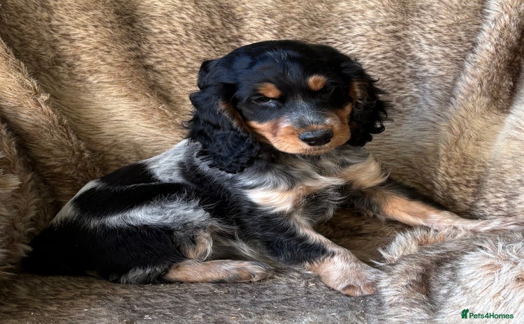 Cocker Spaniel dogs - Advert 3