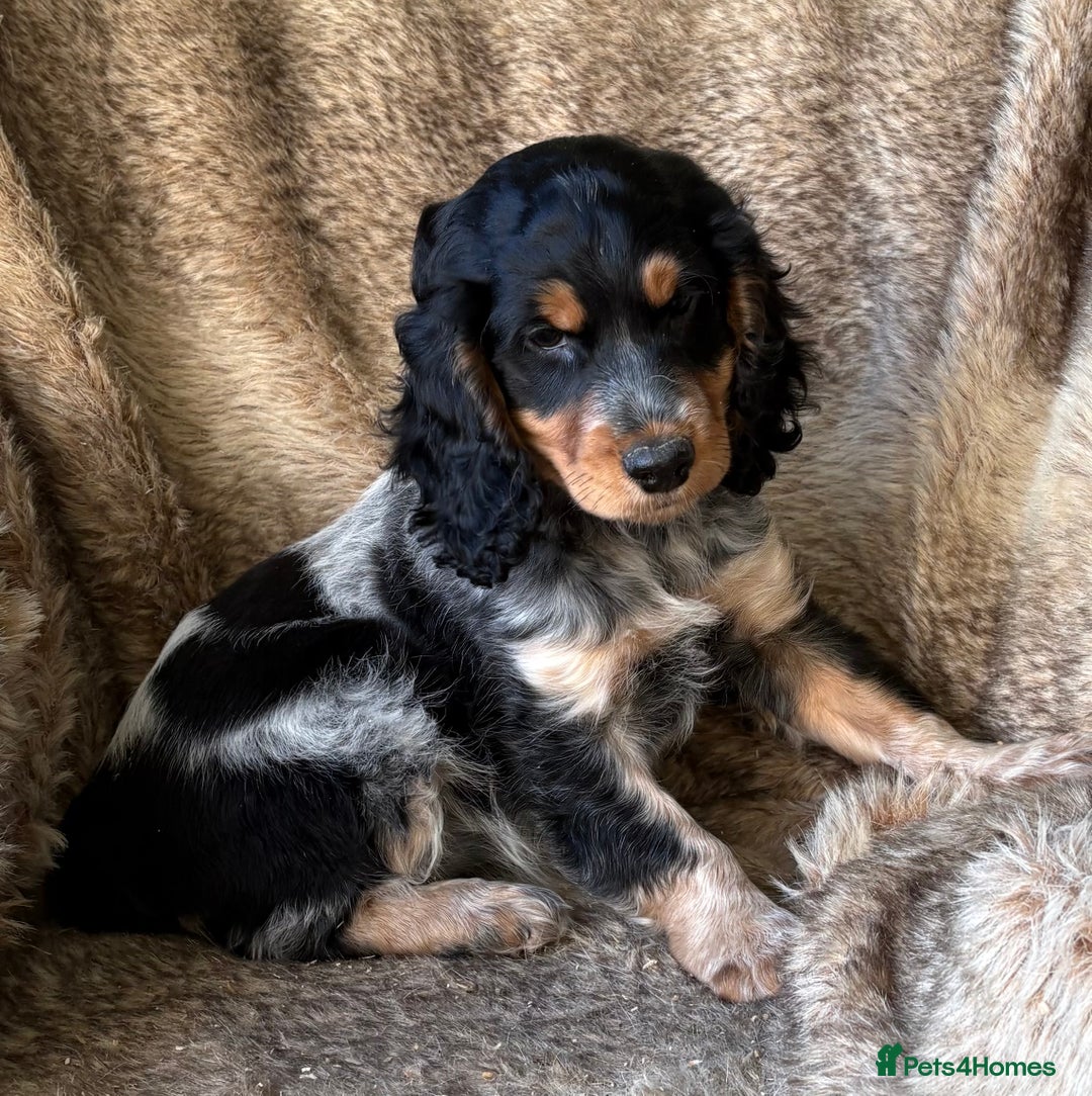 Cocker Spaniel dogs for sale: Beautiful Cocker Spaniel Litter - Image 1